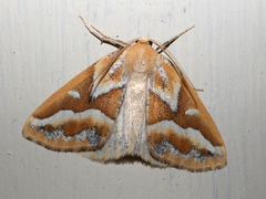 Caripeta angustiorata