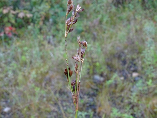 Image of Juncus tweedyi by no rights reserved