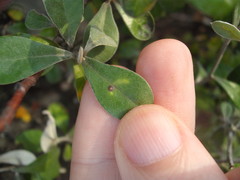 Chrysomphalus pinnulifer