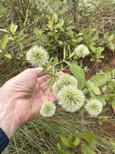 Pycnanthemum flexuosum iNat (1)