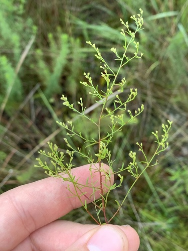 Image of Lechea sessiliflora by no rights reserved