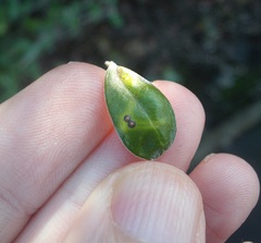 Chrysomphalus pinnulifer