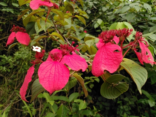 Red-leaved Mussaenda