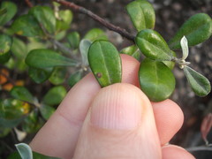 Chrysomphalus pinnulifer