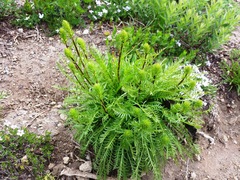 Pedicularis contorta