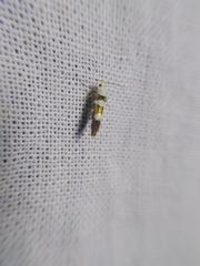 Argyresthia brockeella