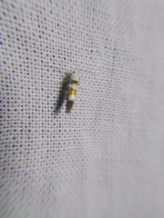 Argyresthia brockeella