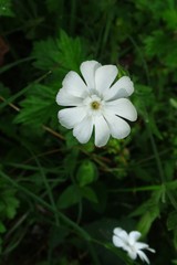 Silene latifolia