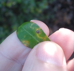 Chrysomphalus pinnulifer