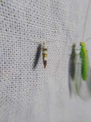 Argyresthia brockeella