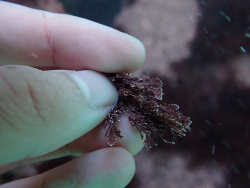 Image of Ellisolandia elongata by no rights reserved
