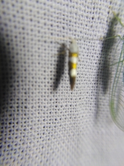 Argyresthia brockeella