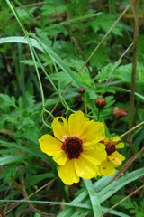 Coreopsis tinctoria