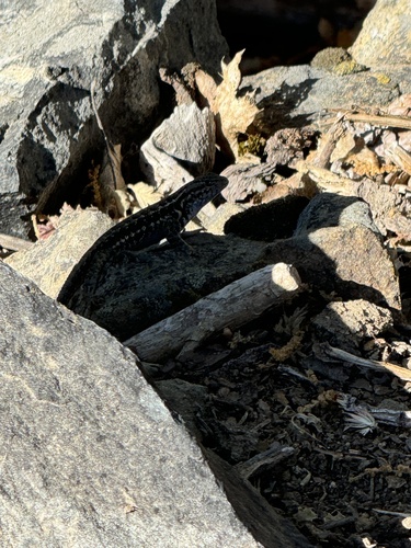 iNaturalist observation photo of Common Sagebrush Lizard