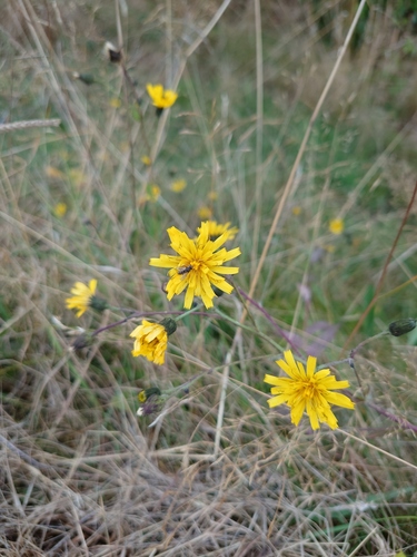 Image of Hieracium sabaudum by (c) Rich Agar, some rights reserved (CC BY)