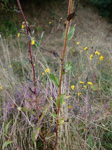Image of Hieracium sabaudum by (c) Rich Agar, some rights reserved (CC BY)