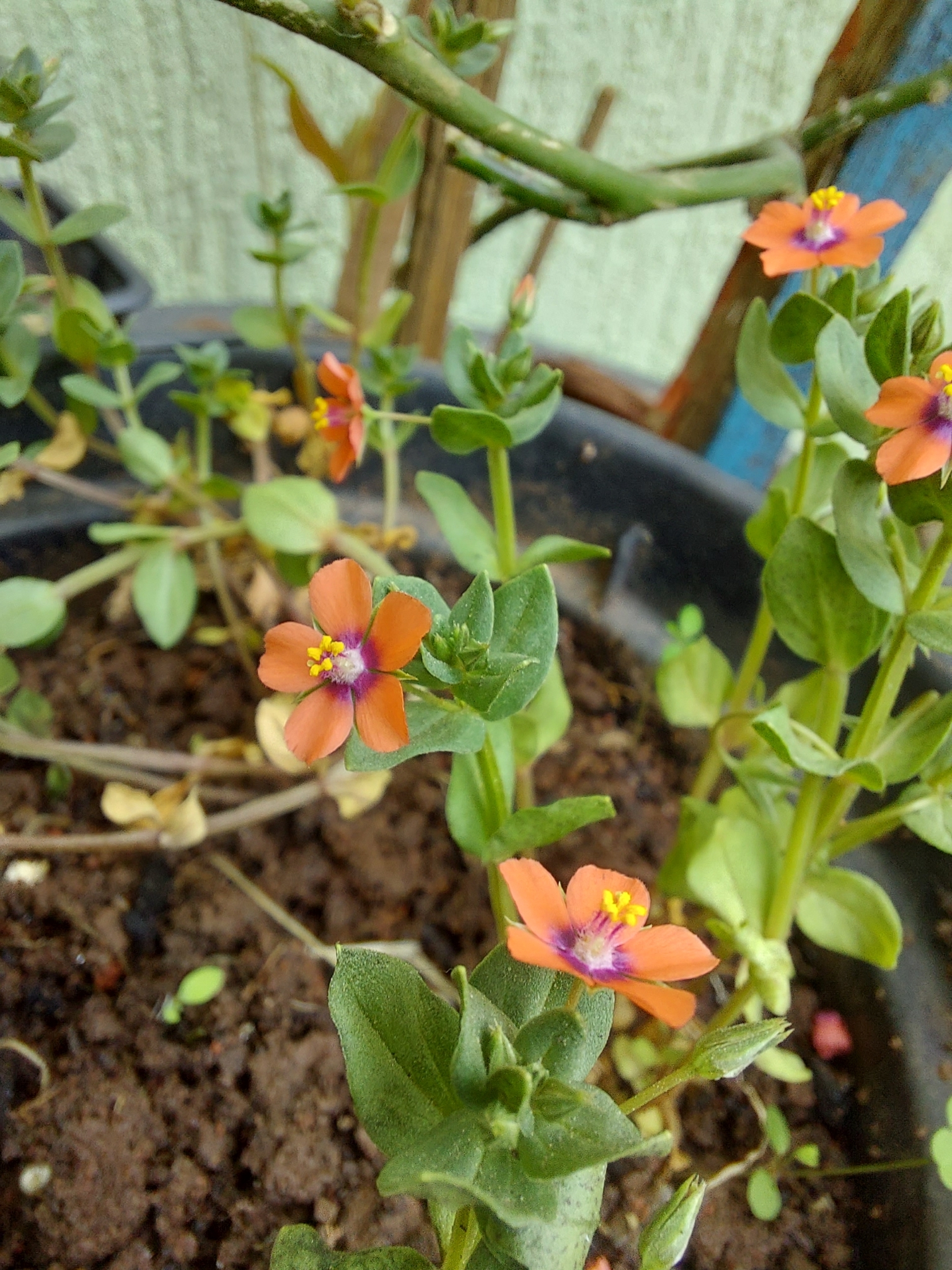 Lysimachia arvensis