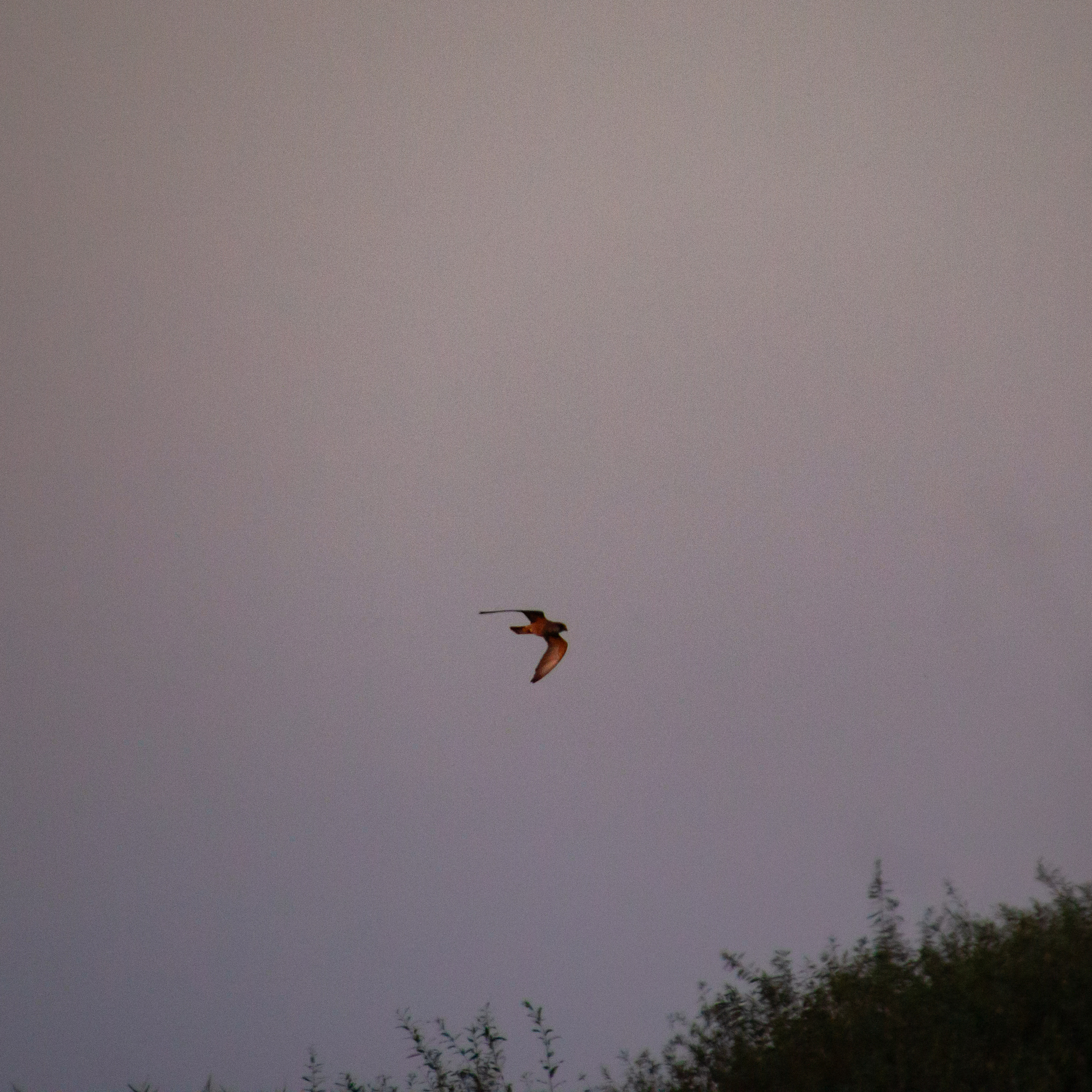 Red-footed Falcon