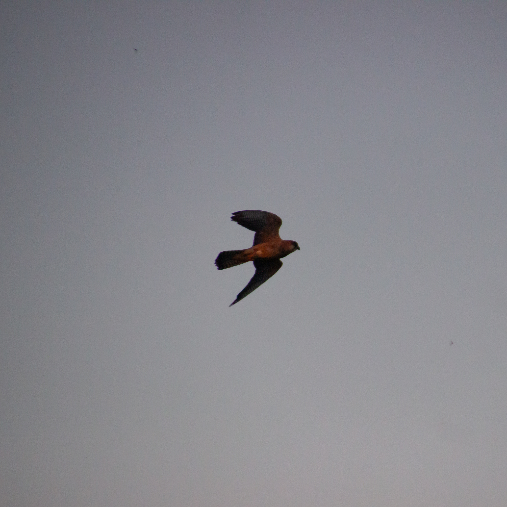 Red-footed Falcon