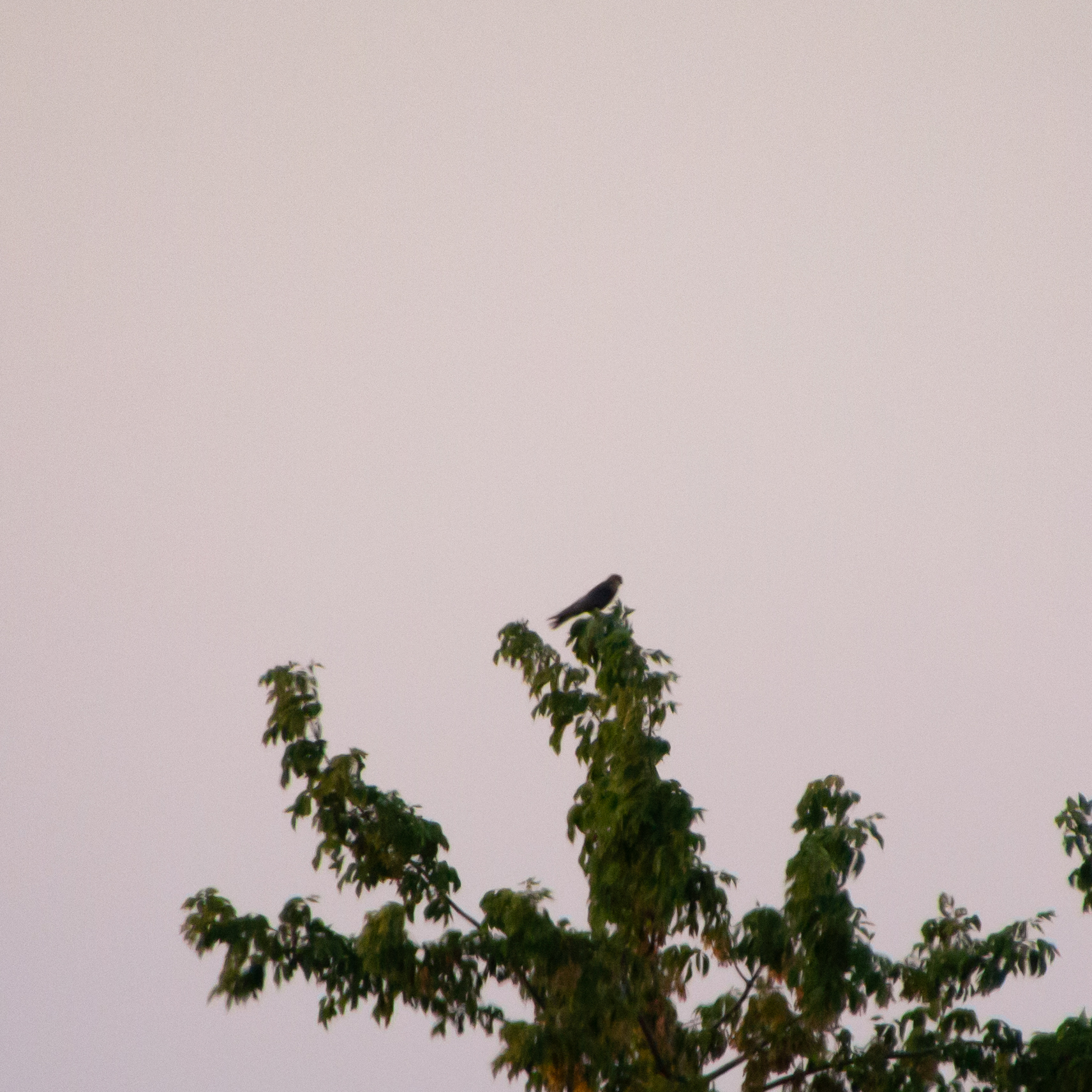 Red-footed Falcon