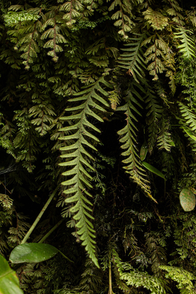 Enterosora villosissima