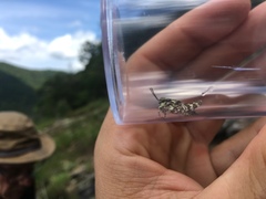 Trimerotropis saxatilis