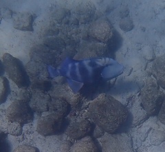 Pseudobalistes naufragium