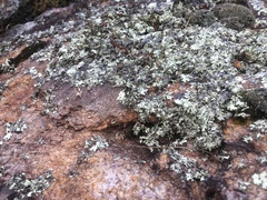 Trimerotropis saxatilis