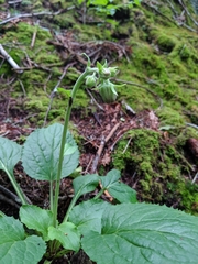 Rugelia nudicaulis