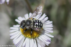 Anthidium