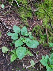 Rugelia nudicaulis