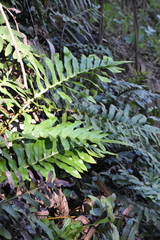 Polypodium scouleri
