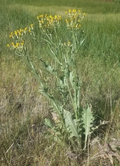 Crepis acuminata