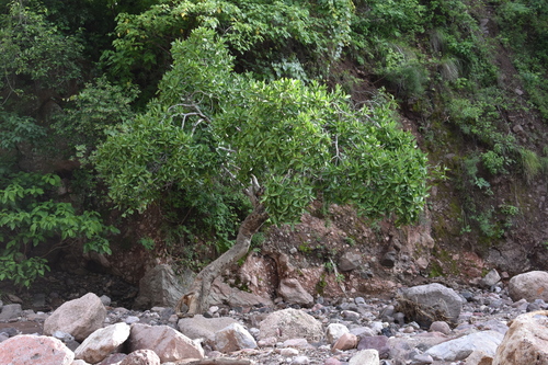 Image of Ficus maxima by (c) Norma Piedra, some rights reserved (CC BY)