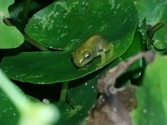 Hyla chinensis
