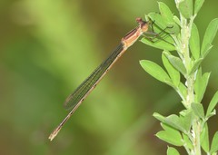 Lestes alacer