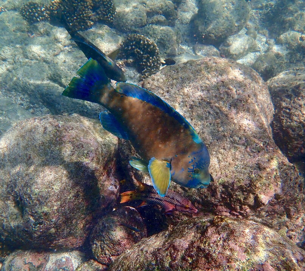 Bumphead Parrotfish