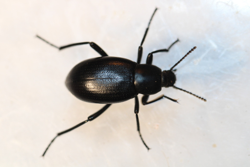Eleodes carbonaria