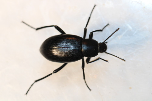 Eleodes carbonaria