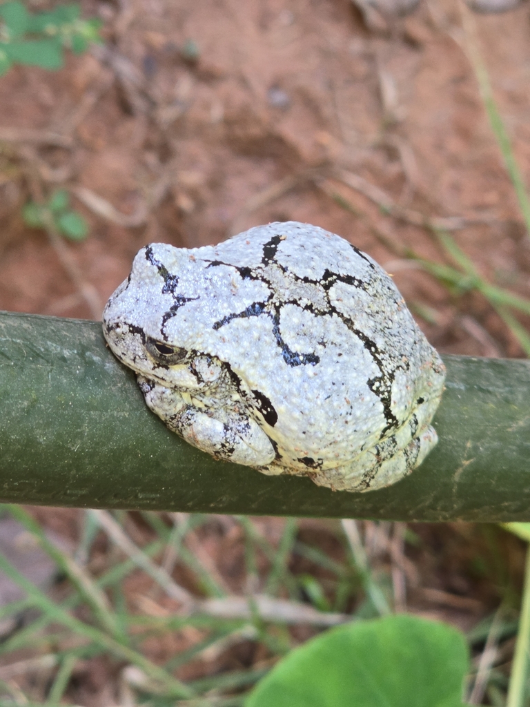 Gray Treefrog Species Complex from Greenville on September 8, 2024 at ...