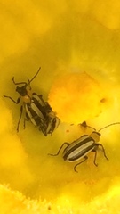 Acalymma trivittatum