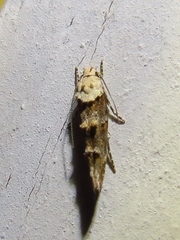 Mompha murtfeldtella