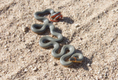 Diadophis punctatus regalis