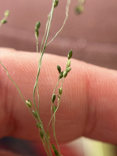 Image of Kellochloa verrucosa by (c) Bonnie Semmling, some rights reserved (CC BY)