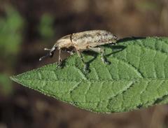 Lixus scrobicollis