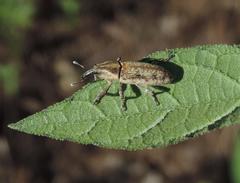 Lixus scrobicollis