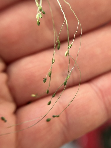 Image of Kellochloa verrucosa by (c) Bonnie Semmling, some rights reserved (CC BY)