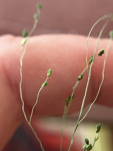 Image of Kellochloa verrucosa by (c) Bonnie Semmling, some rights reserved (CC BY)