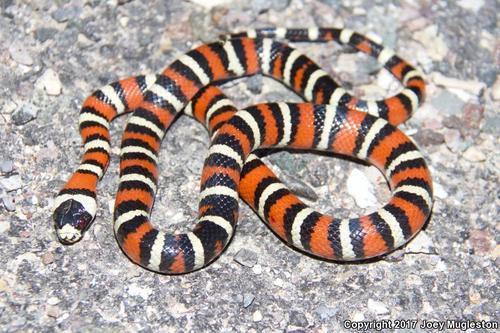 Arizona Mountain Kingsnake