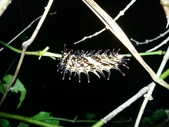 Troides aeacus formosanus